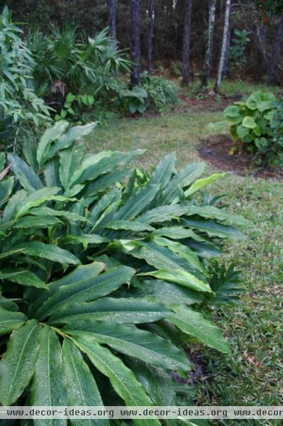 Great Groundcovers for the Tropics