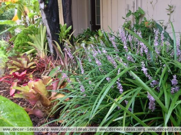 Great Groundcovers for the Tropics