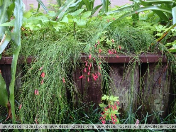 Great Groundcovers for the Tropics