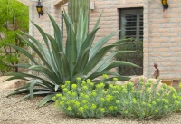 Southwest Gardener's September Checklist