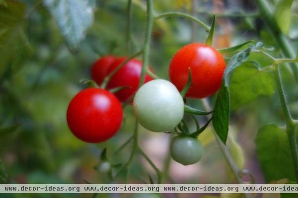 Family in the Houzz: The Tomato Season and Family Heritage