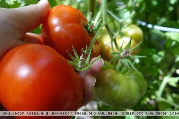 Family in the Houzz: The Tomato Season and Family Heritage