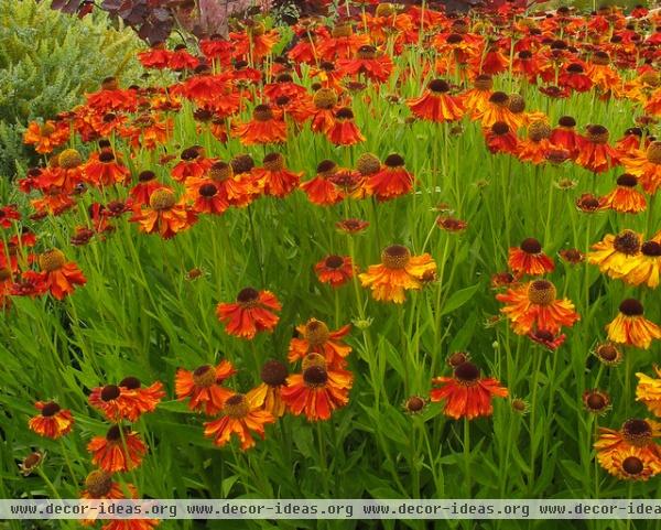 traditional landscape by Le jardinet