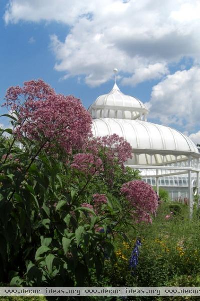 traditional landscape Eupatorium purpureum Joe Pye Weed