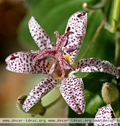 traditional landscape Toad lily, Photo by Shotaku