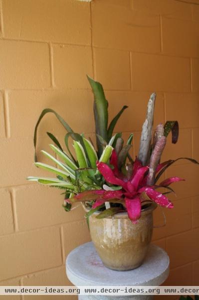 bromeliads.JPG