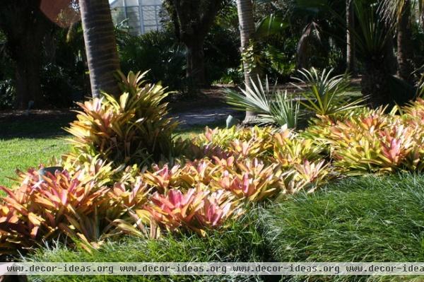 Neoregelia planting