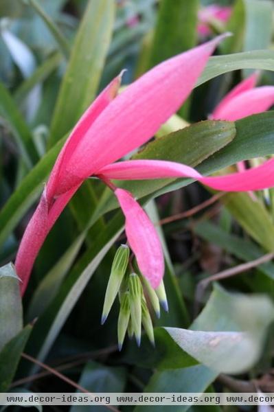 Great Design Plant: Bromeliads