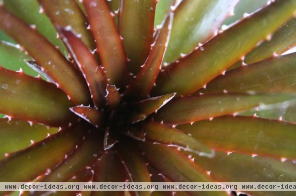 Dyckia 'Cherry Coke'