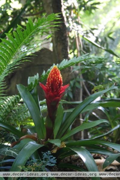 Guzmania