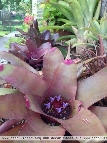 neoregelia bromeliad