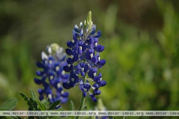 traditional landscape by J. Peterson Garden Design