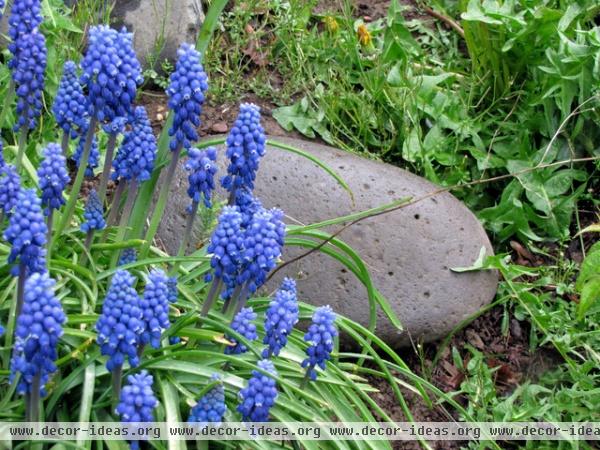 Grape Hyacinth