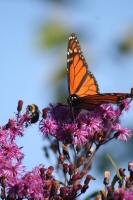 Great Design Plant: Ironweed Fills Tall Garden Orders