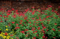 Great Design Plant: Autumn Sage Brings Color and Butterflies