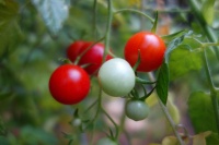 Kitchen Traditions: Tomato Season Meets a Family Legacy