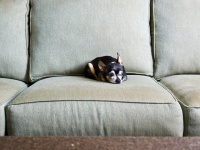 What Chihuahuas Can Teach Us About Interior Design