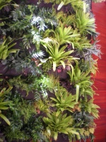 Bromeliads: The Ultimate Collector's Plants