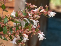 Great Design Plant: Glossy Abelia for Year-Round Beauty