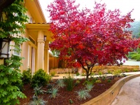 7 Great Trees for Summer Shade and Fall Color