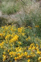 Great Design Plant: Rocky Mountain Zinnia Brightens Hot, Dry Spots