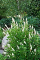 Great Design Plant: Coastal Sweet Pepperbush Perfumes Gardens All Year