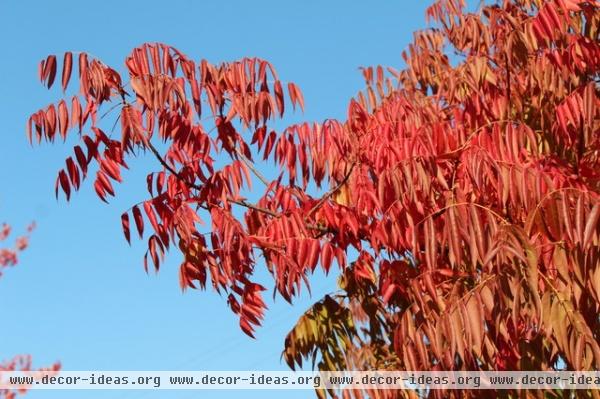 eclectic landscape Great Design Plant: Chinese Pistache