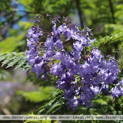 California Gardener's July Checklist