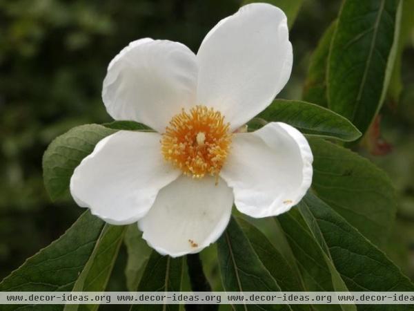 Franklinia alatamaha