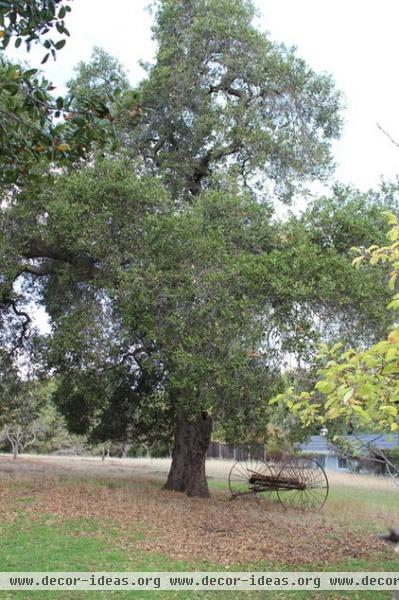 eclectic landscape Great Design Plant: Coast Live Oak