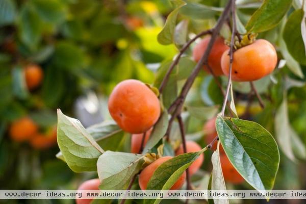 traditional landscape Persimmon Tree