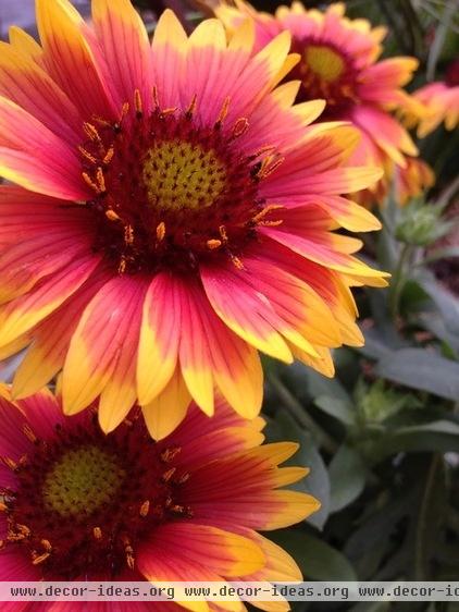 Great Design Plant - Blanketflower