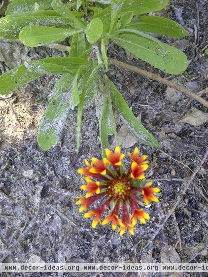 Great Design Plant - Blanketflower