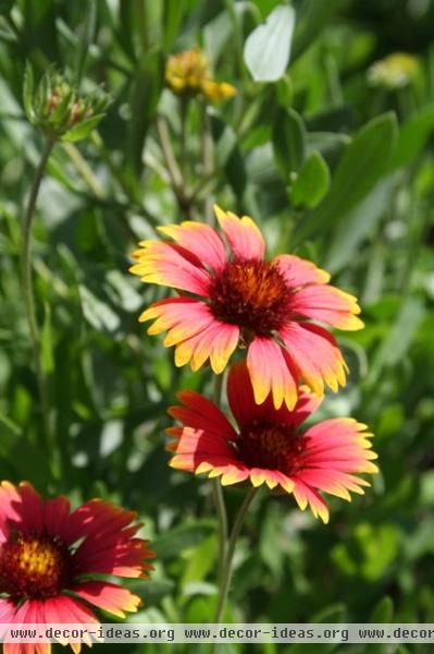 Great Design Plant - Blanketflower