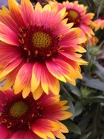 Great Design Plant: Blanket Flower Brings Year-Round Cheer