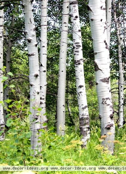 Great Design Plant: Aspen