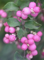 5 Berry-licious Shrubs to Plant Now for Winter Interest