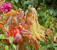 Great Design Plant: Sourwood Brings Fiery Fall Color