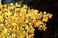 Great Design Plant: Quaking Aspen for 3-Season Beauty — on Its Own Turf