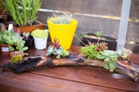 Make a Beautiful and Long-Lasting Driftwood Centerpiece