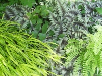 6 Fantastic Ferns to Enliven Shady Garden Spots