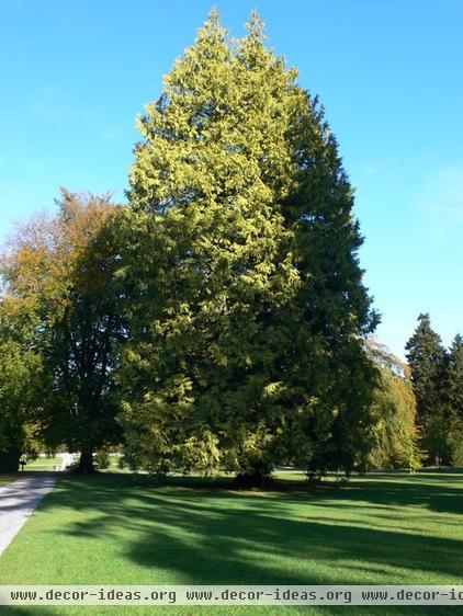 Flood Tolerant Native Trees for Soggy Soil