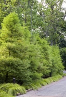 Flood-Tolerant Native Trees for Soggy Soil