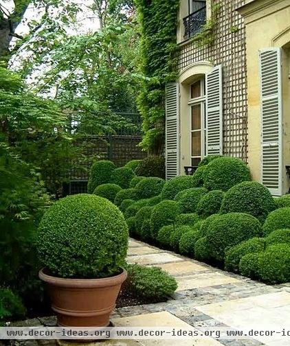 traditional  boxwood