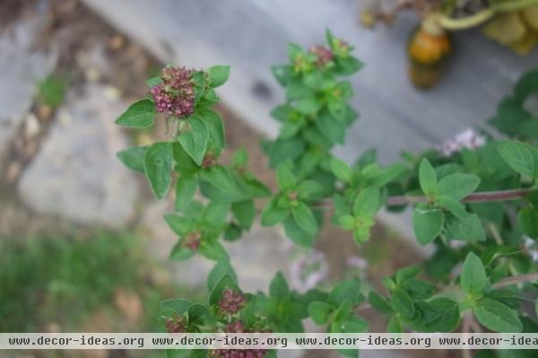 Hanging Dried Herbs: Decorating the Home with Useful Ingredients