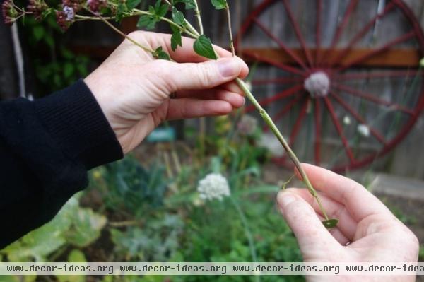 Hanging Dried Herbs: Decorating the Home with Useful Ingredients