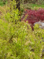 Great Design Plant: Ogon Spirea for Radiance and Texture