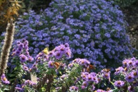 Great Design Plant: Aromatic Aster Keeps on Blooming