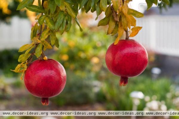 traditional landscape Pomegranate Tree