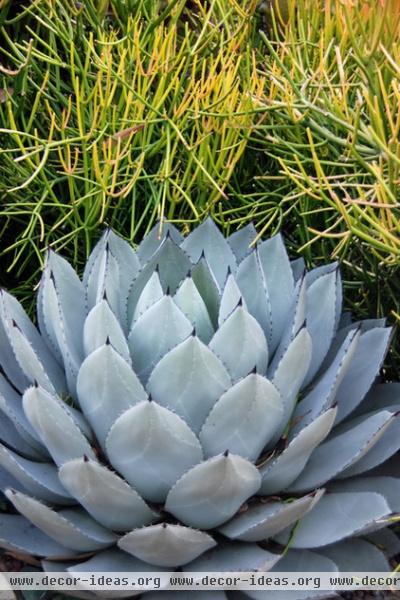 modern landscape by The Plant Man Nursery